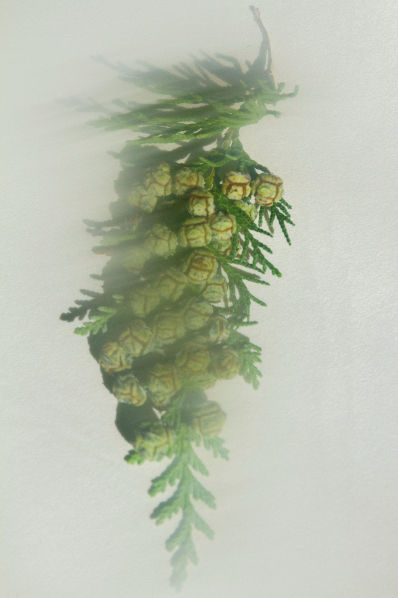 hiba-wood-red-cedar-leaf-grounding-perfume-mist-water-based-4582779.jpg