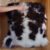 Fibershed Spotted Jacobs Lambskins