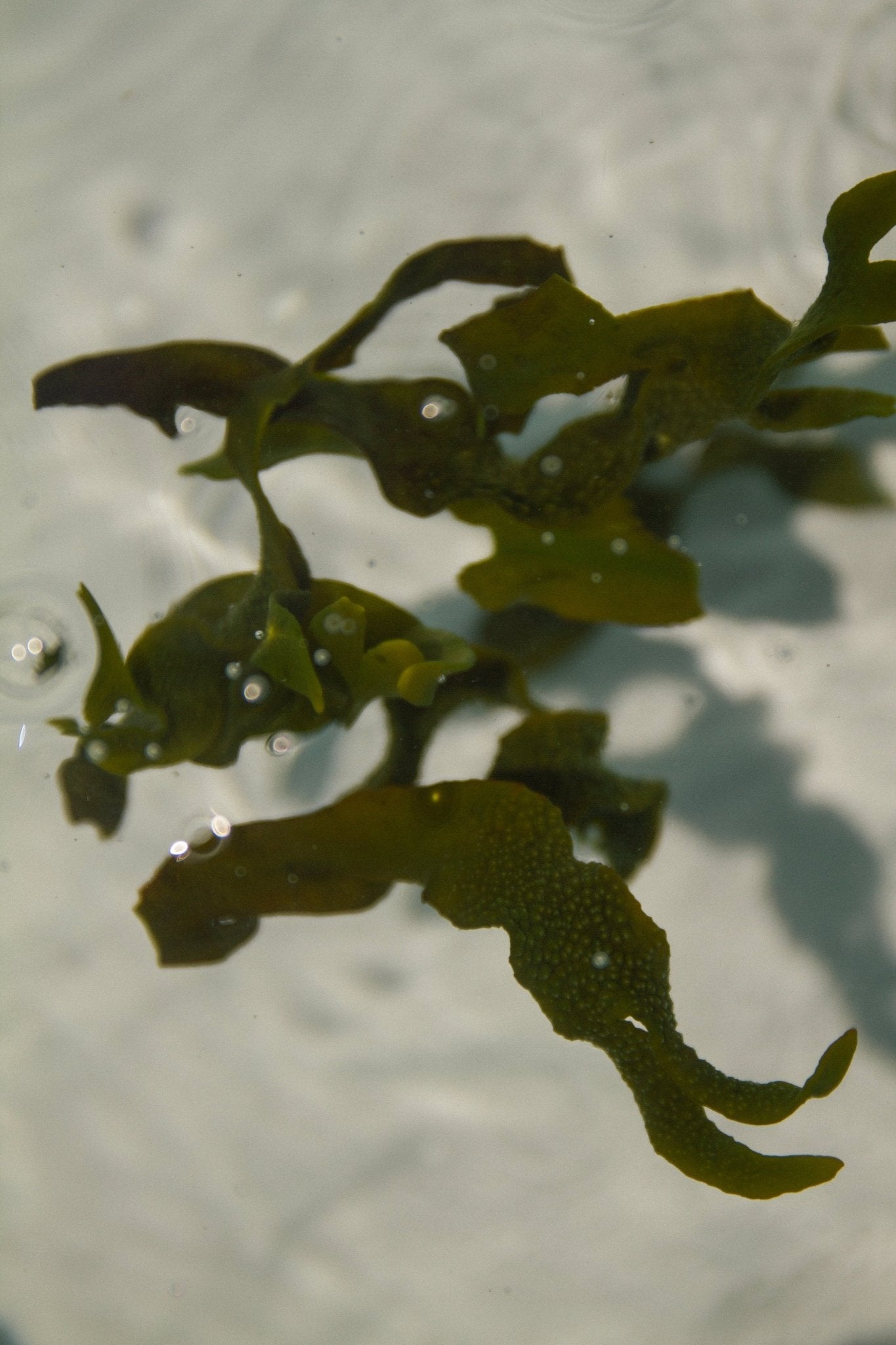 sea-change-seaweed-bar-soap-regenerative-tallow-529262.jpg