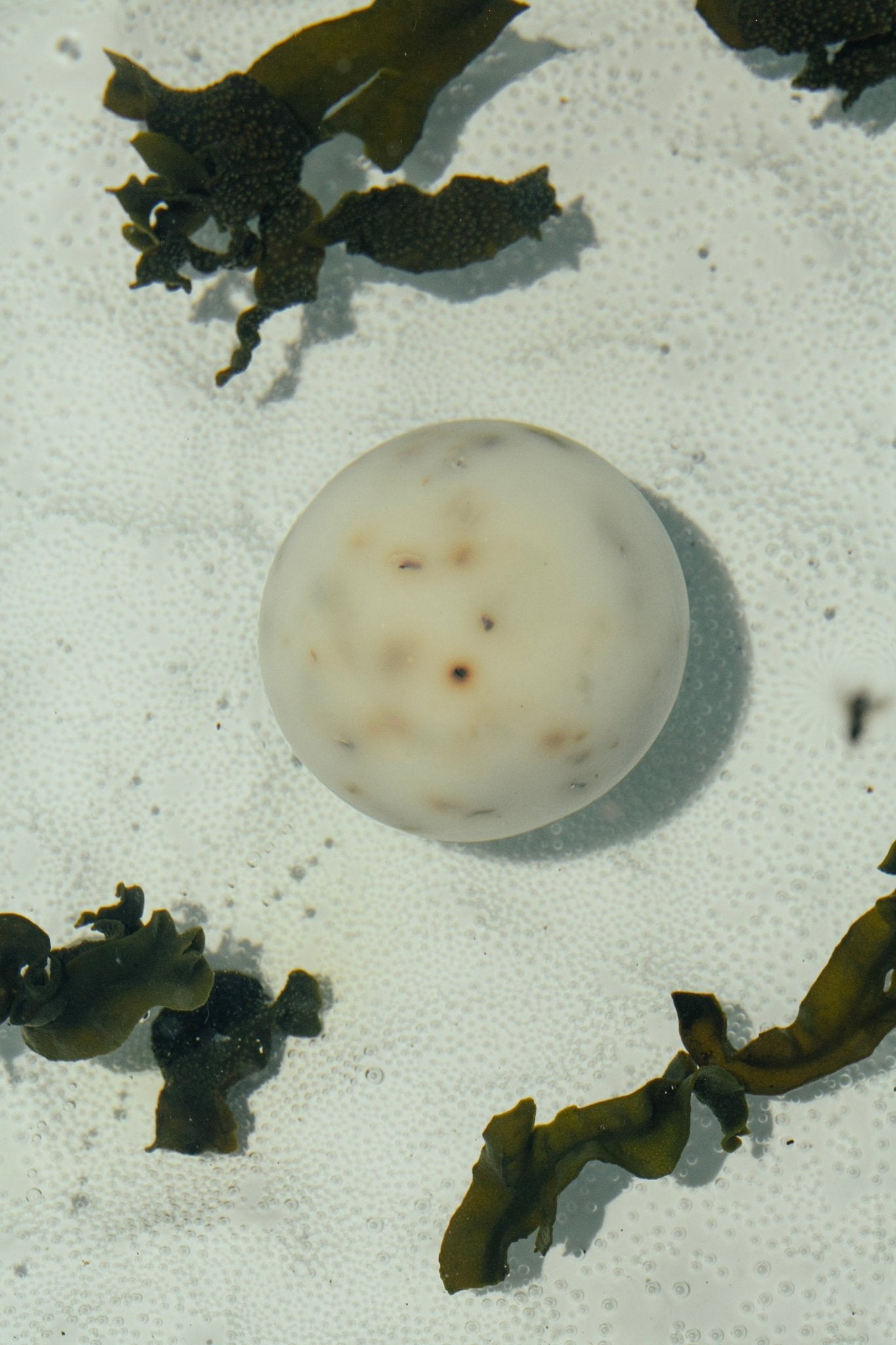 sea-change-seaweed-sphere-soap-regenerative-tallow-910466.jpg